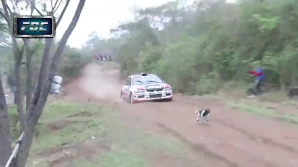  Rally racer speeds around the corner as dog runs along the track