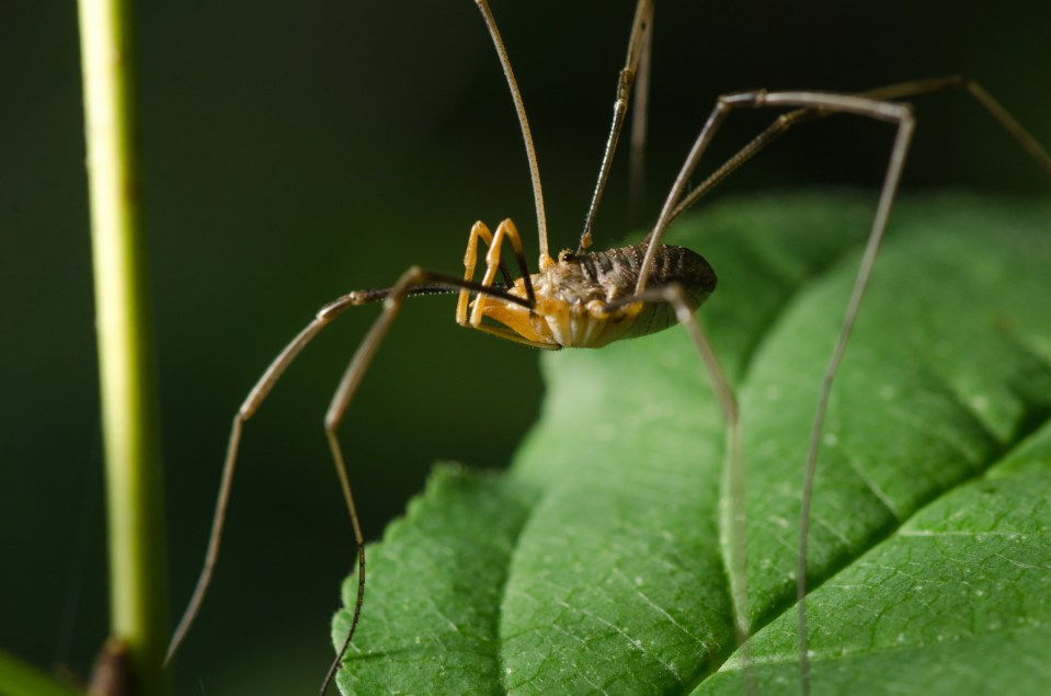  Experts at the British Arachnological Society have reassured people the spiders are harmless