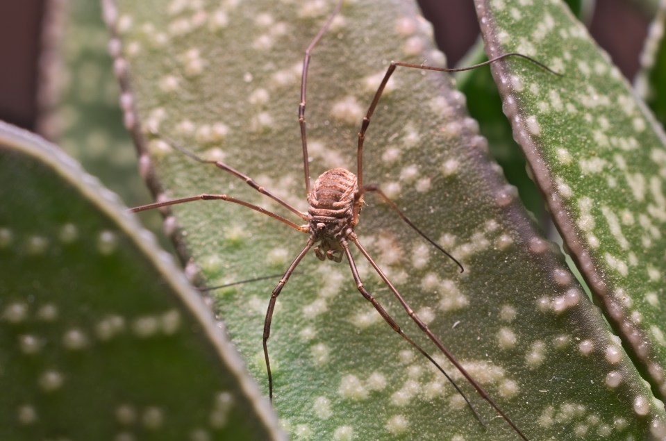  A plague of Daddy longlegs spider are headed for the UK and it's all down to our central heating