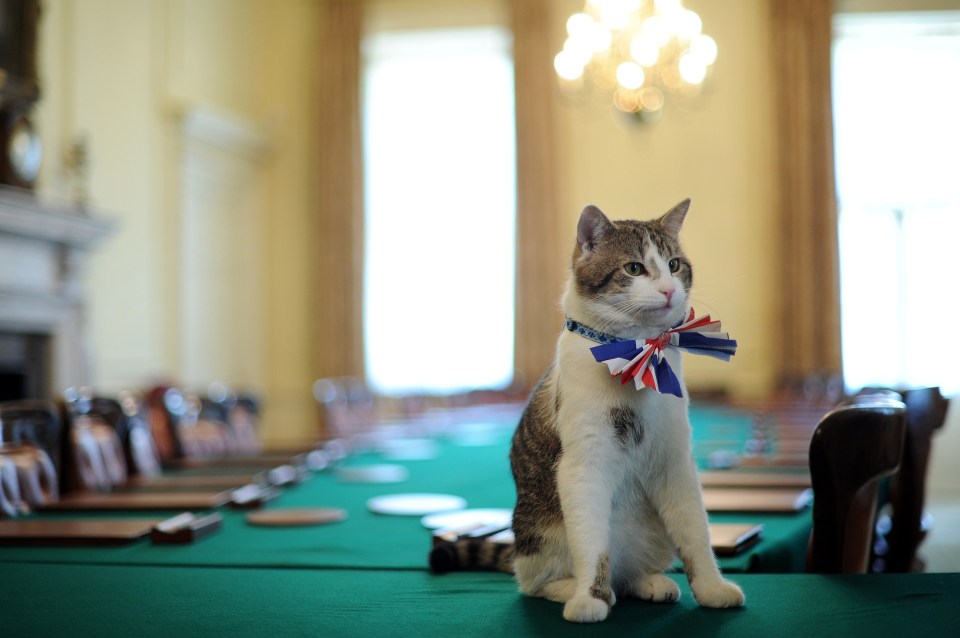  Larry, the 10 Downing Street cat, was recruited from Battersea Dogs and Cats Home