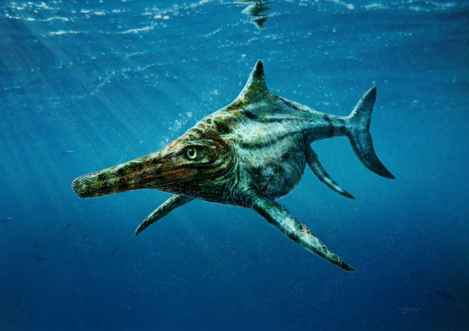  Ichtyosaurs resembled dolphins but were far more ferocious and had rows of conical teeth