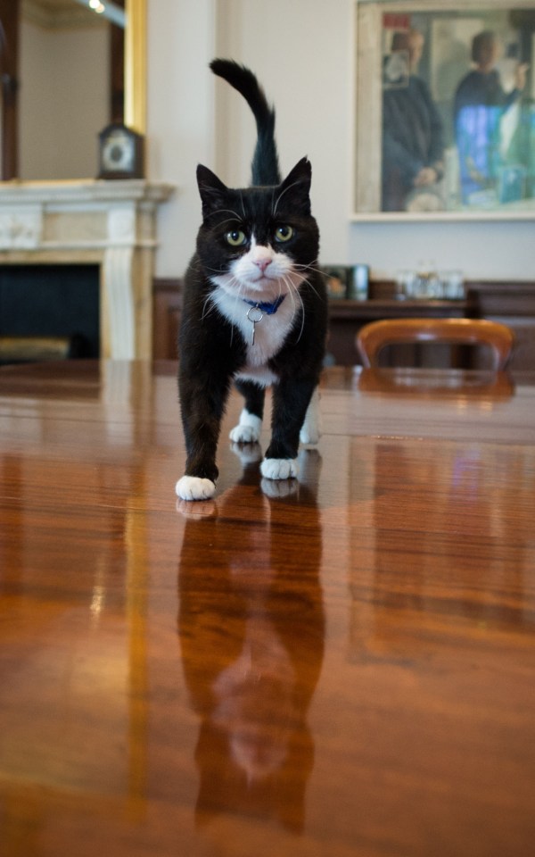  But there is a new top cat in town with the Foreign Office cat Palmerston