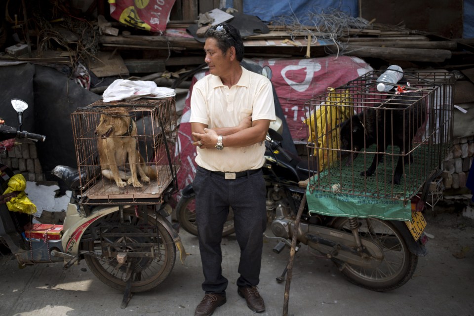  Many people are calling for dog meat to be made illegal