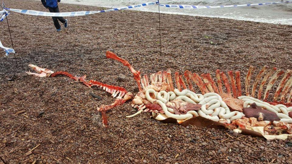  A photo was posted on the Help2Rehome Facebook page, claiming to show the of remains of the Loch Ness Monster