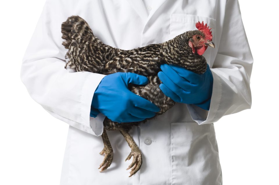  According to the British Poultry Council antibiotics have been in regular use in the chicken farming industry since the 1940s