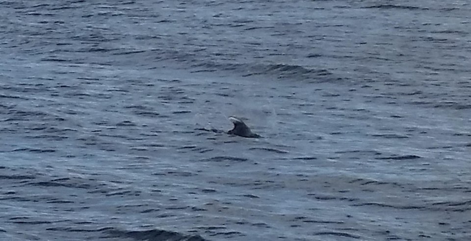  Other sightings are not as convincing as others - with this shot potentially showing Nessie - or a dolphin