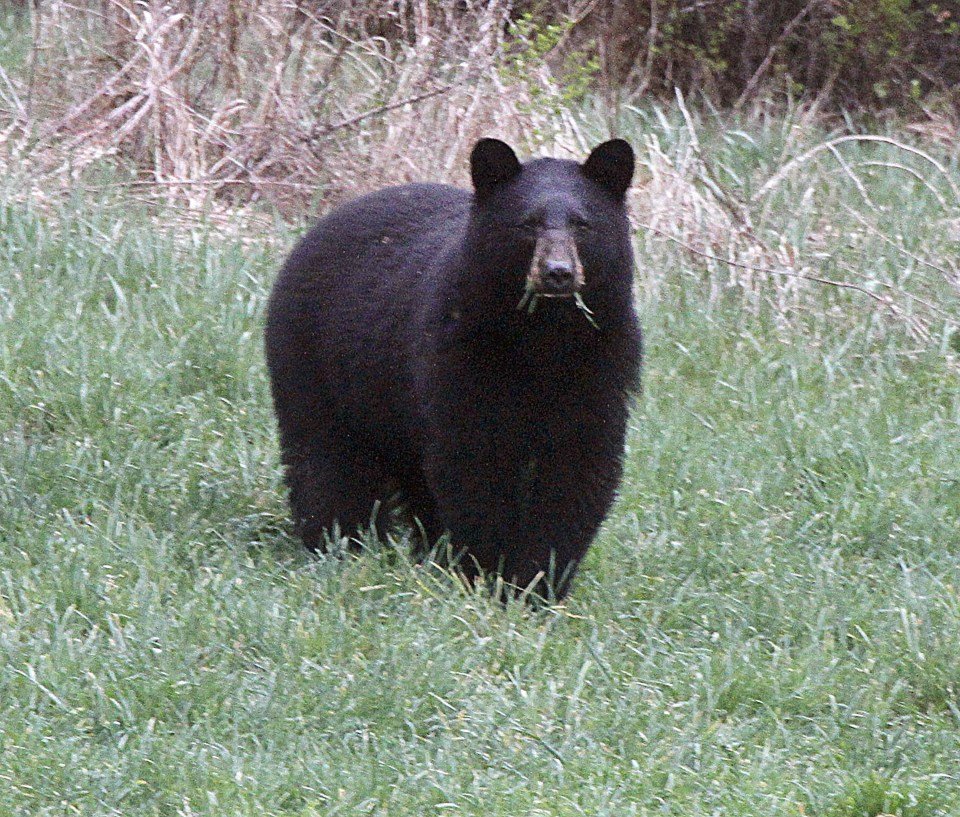  The black bear measured 6ft 3ins when it stood on its hind legs as it attacked Mr Aoki while he was fishing (stock image)