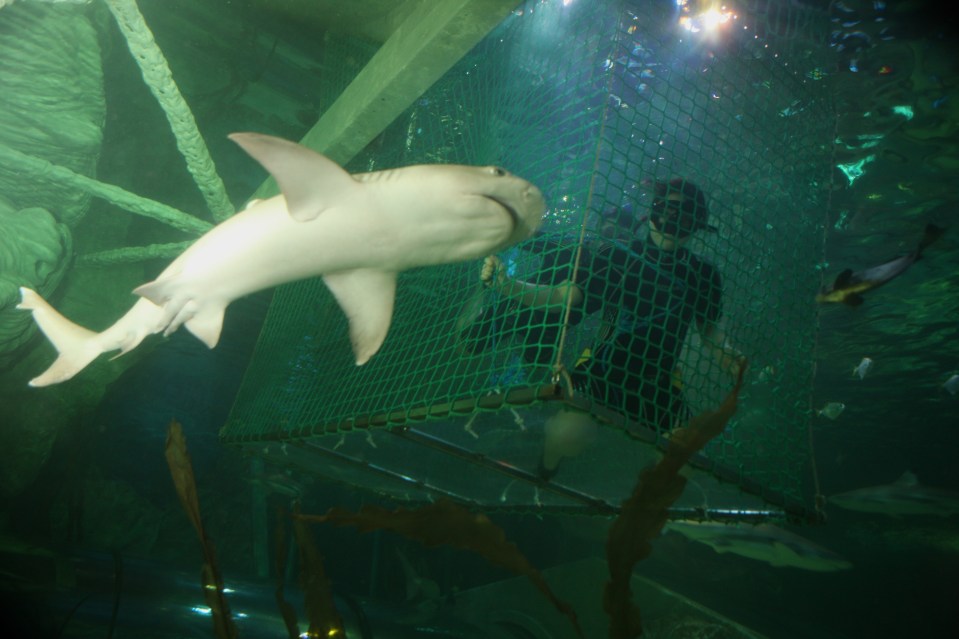  Shark adventures at the Blackpool SeaLife Centre. From the safety of a netted cage meet guitar shark Boris, black tips and magnificent rays. Be mesmerised as up to 8ft of fin and flesh glide past, inches away.