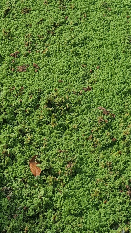  The council are now being called upon to clear the fern  from the pond