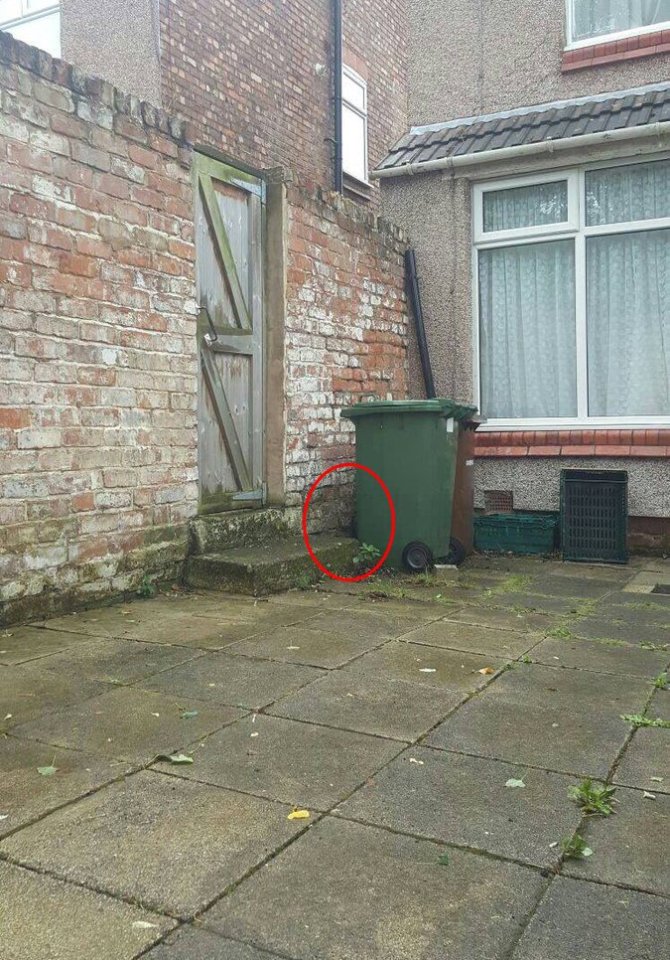  Look inside the red circle and you might be able to spot the cat