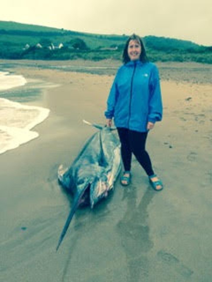 The huge fish dwarfs Helen Swancott, who spotted it while walking along the beach with her husband John