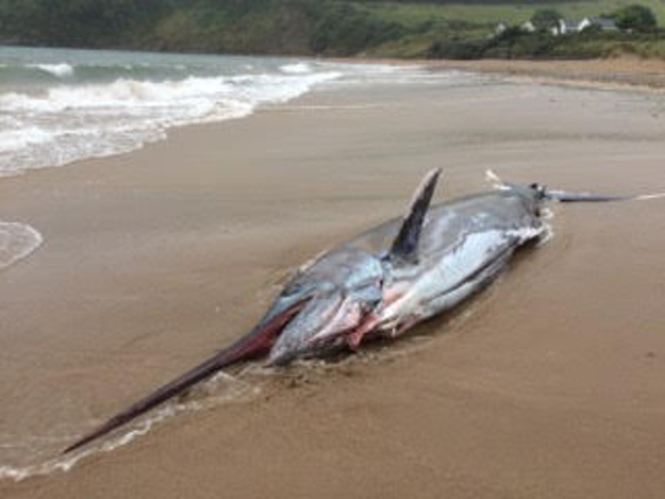 The swordfish was found washed up on Freshwater East beach