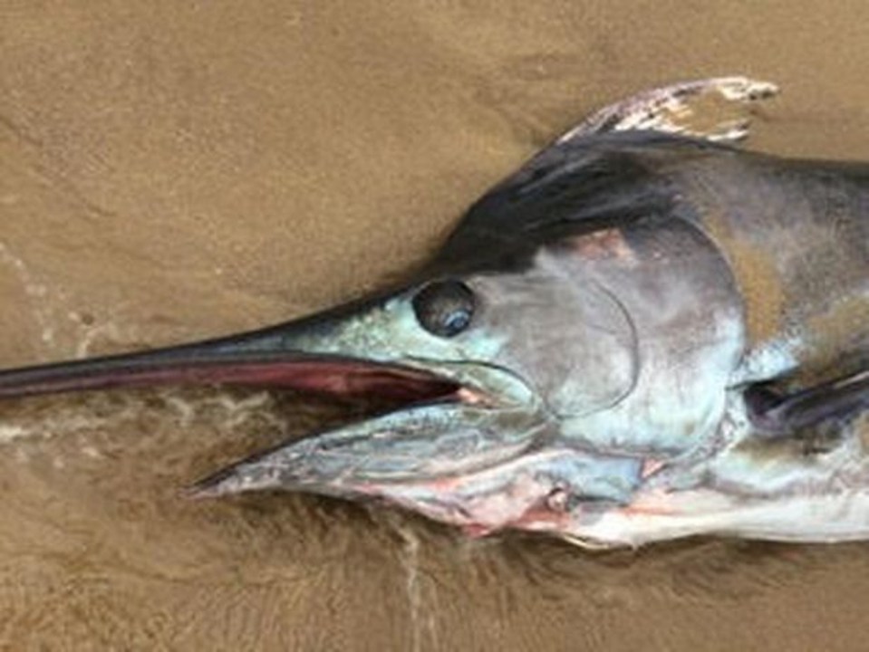 Swordfish are generally found in tropical parts of the ocean