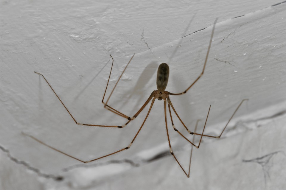  Spiders come out of the woodwork to mate in our homes in September