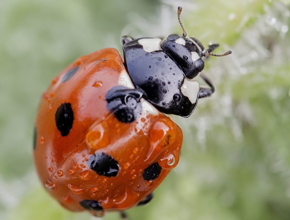  The pretty bugs eat around 50 spiders each day