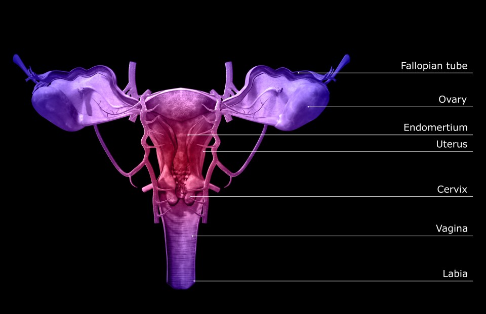  Just 35 per cent of women surveyed by The Eve Appeal could correctly identify the different parts of a woman's reproductive organs