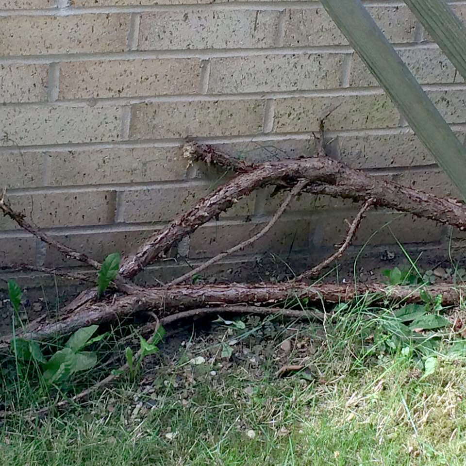  The giant roots of trees from the nearby Tesco are sucking the ground dry