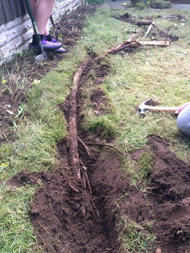  Damian discovered his lawn was laced with giant roots creeping under the fence from Tesco