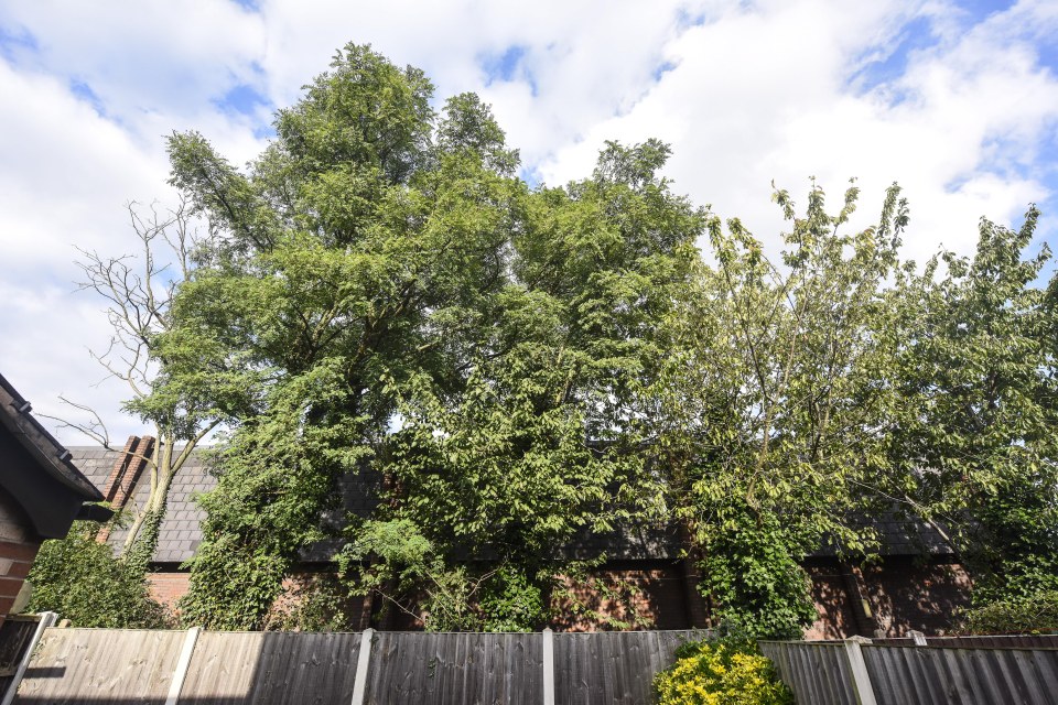  The Edenthorpe Tesco store in Doncaster, Yorks, which is lined by a row of 25ft trees