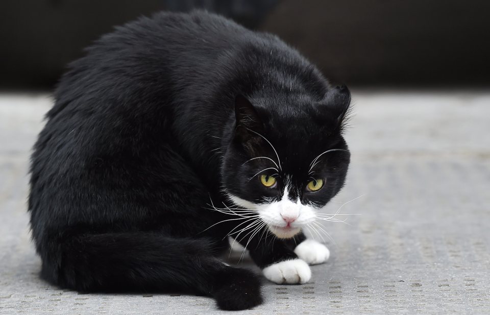  It came after he tussled with Palmerston the Foreign Office cat