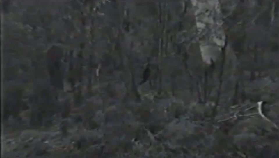  Amazing footage ... clip appears to confirm the existence of the Yowie