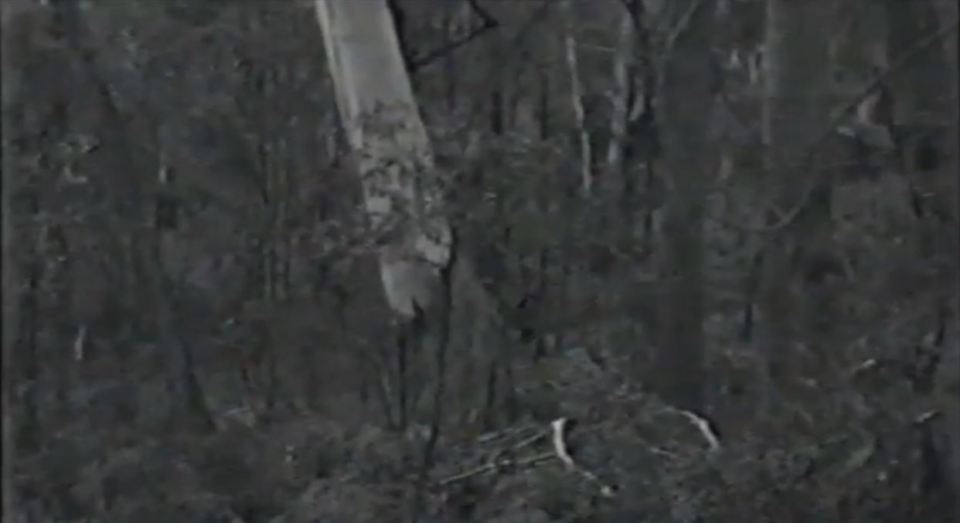  Mythical creature ... clip depicts a dark beast as it makes its way through dense forest in New South Wales