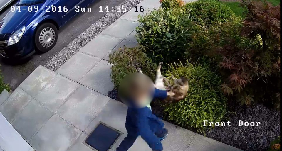  The boy picks up the poor defenceless animal and throws it in the bushes