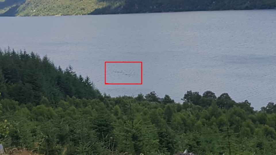  Council worker Ian took snap that appears to show two large creatures while he was on a family bike ride along Loch Ness