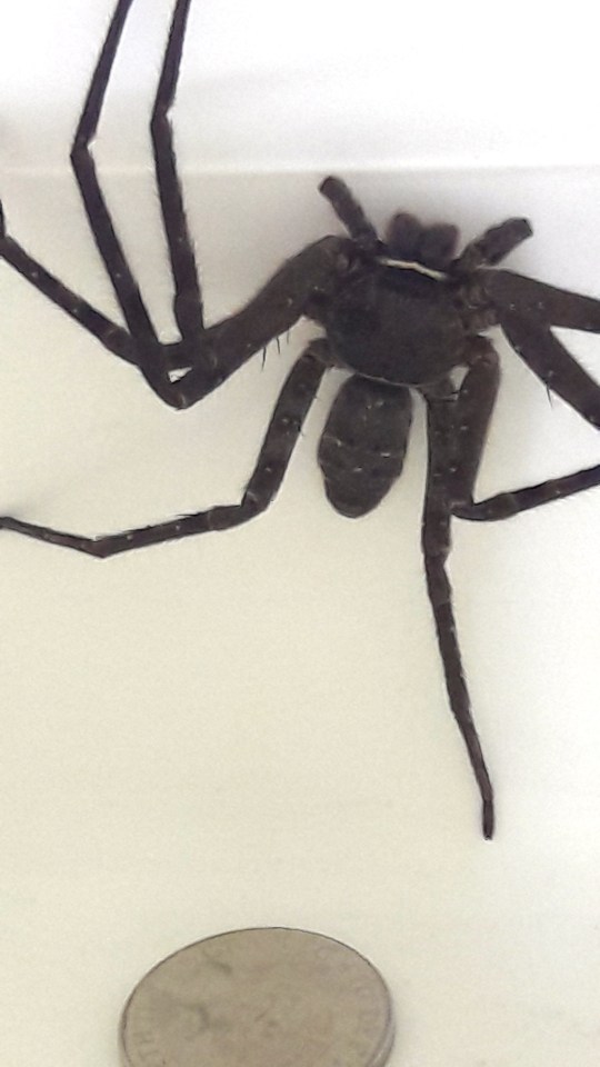  The huge arachnid was found at the company in Dumbarton