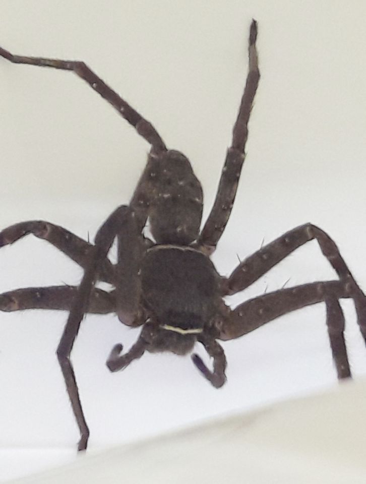  The huntsman spider found inside a shipping container at a UK manufacturing firm