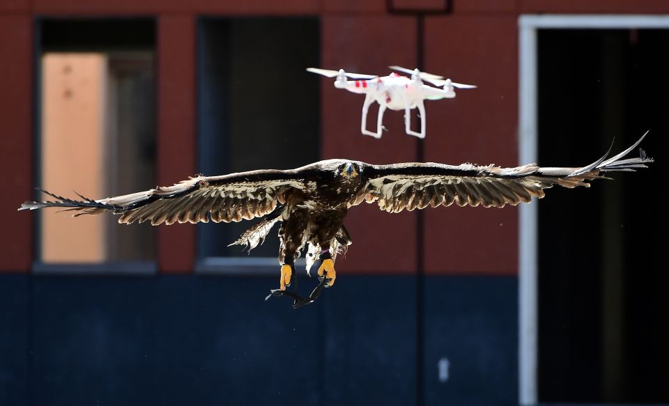  The eagle closes in on the plastic drones