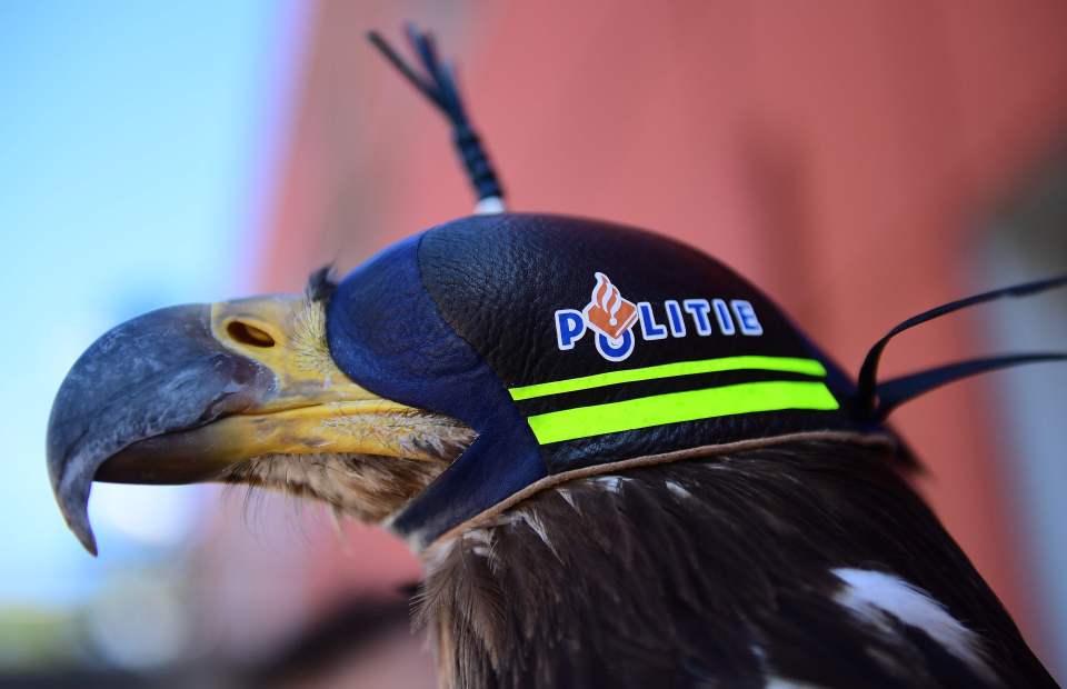  The Dutch police are the first to use birds of prey to tackle drones