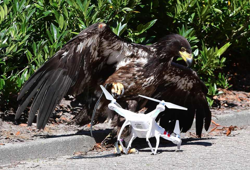  A young eagle trained to catch drones displays its skills