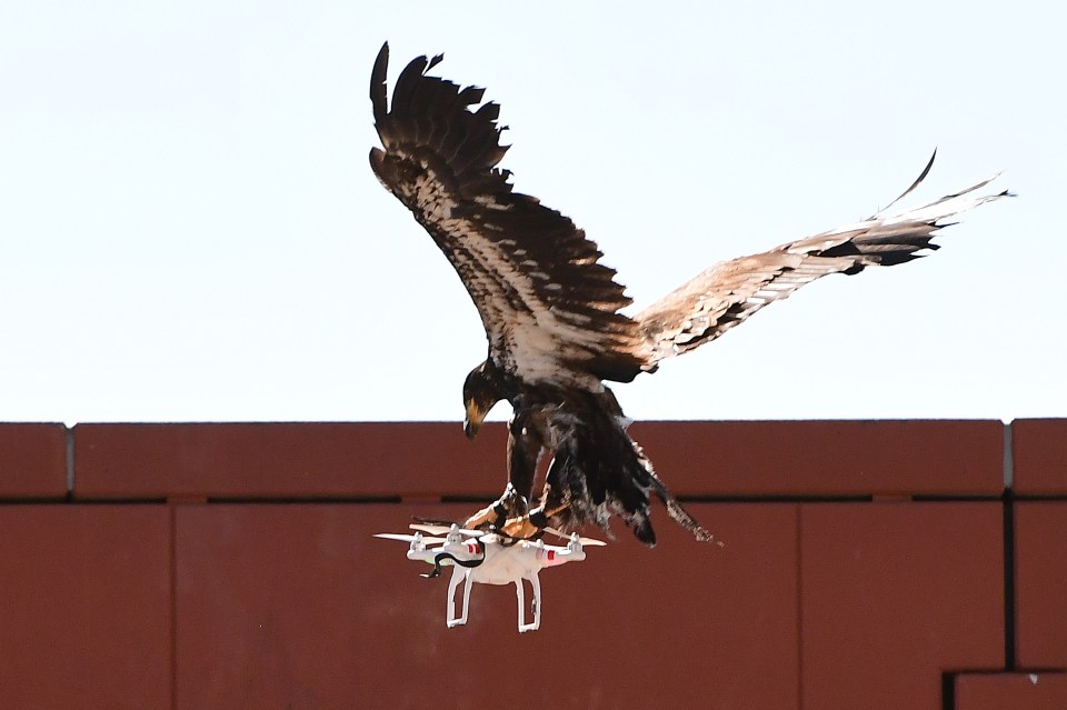  The eagle strikes mid-air taking down the drone