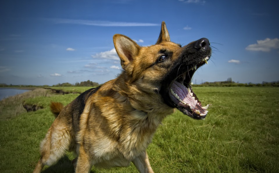  Can dogs really smell our fear?