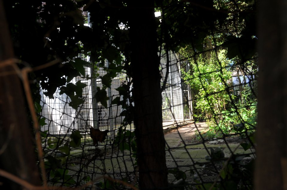  This is the compound where nine-month-old puppy Murray was allegedly mauled to death