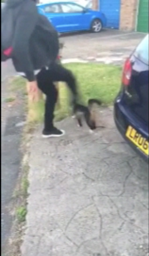  The video shows a young man approach the cat, attempting to pet it, before launching a brutal attack