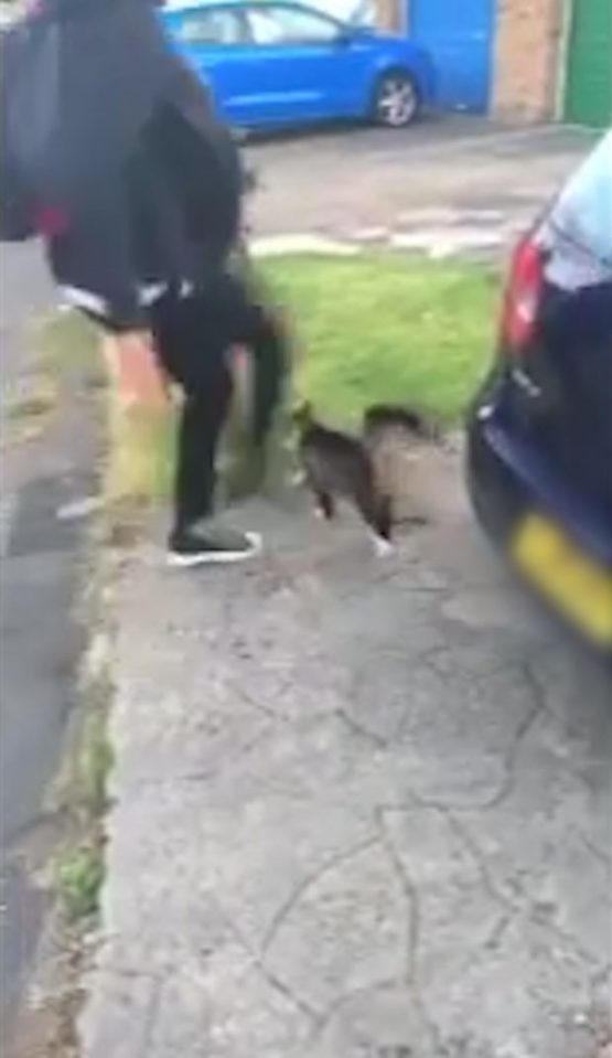  The lad can be seen coaxing the unsuspecting feline before booting it into the air