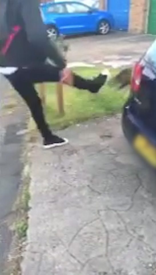  A 16-year-old has been arrested for kicking a cat as his friend filmed