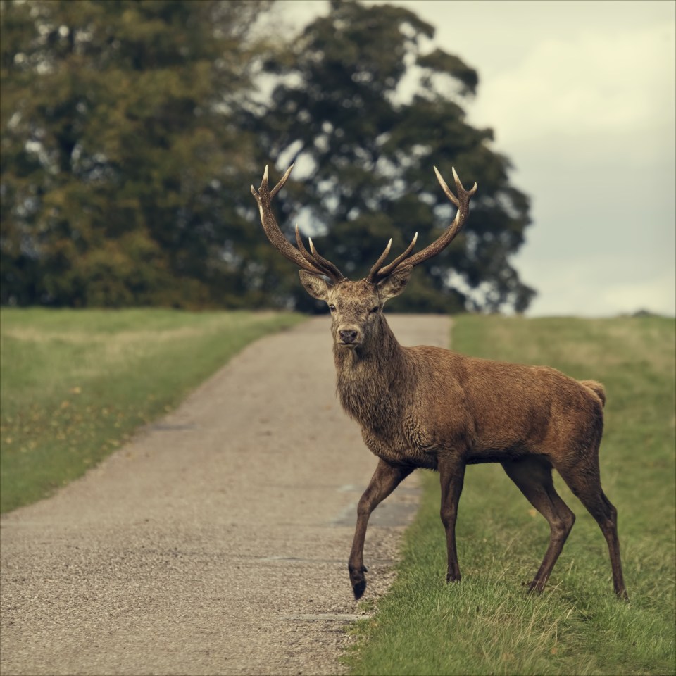  Red deer are common in the Scottish Highlands, where the royal Balmoral estate is