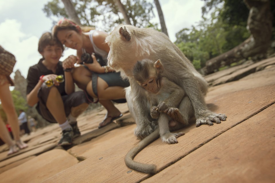  Monkeys in Asia