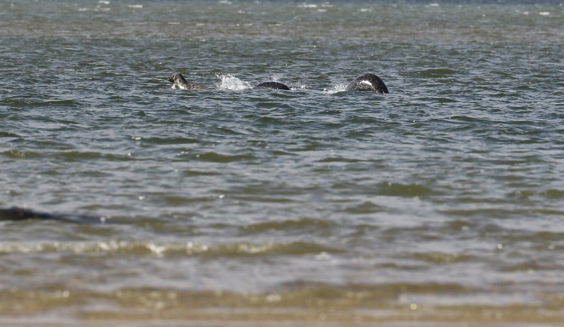  Ian Bremner was convinced his photo showed the Loch Ness Monster