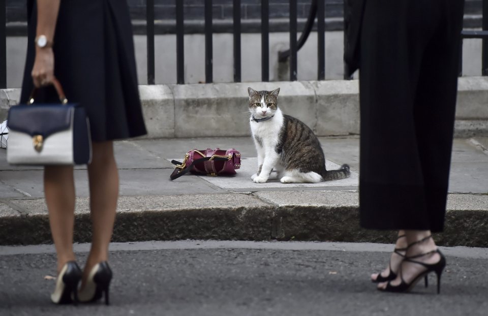  Larry's vet bills were paid for by Downing Street staff and not the Government