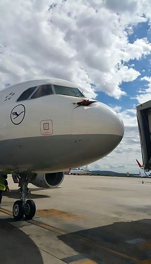  The vulture ploughed into the nose of the plane as it came in to land