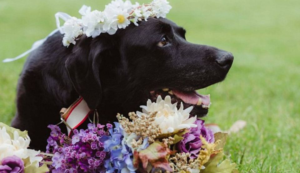  Beloved pooch Charlie was given a special place at the wedding, alongside his owner's four other rescue dogs