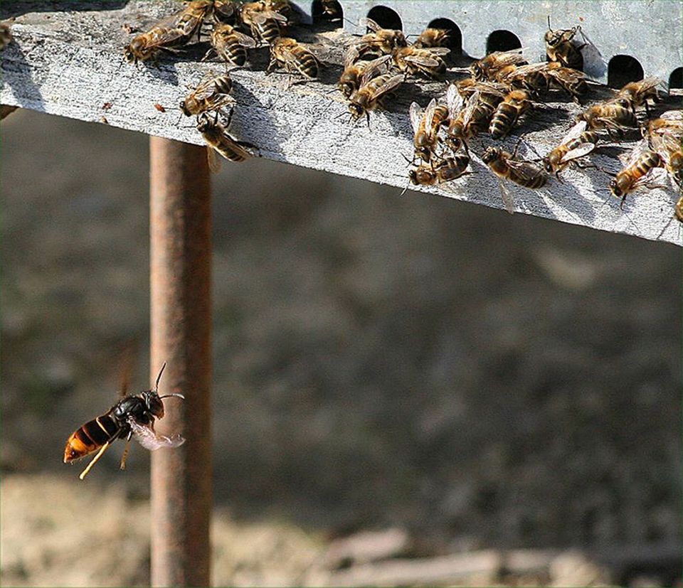  The insects slaughter up to 50 honey bees a day and use their jaws to chew through the protective bee clothing