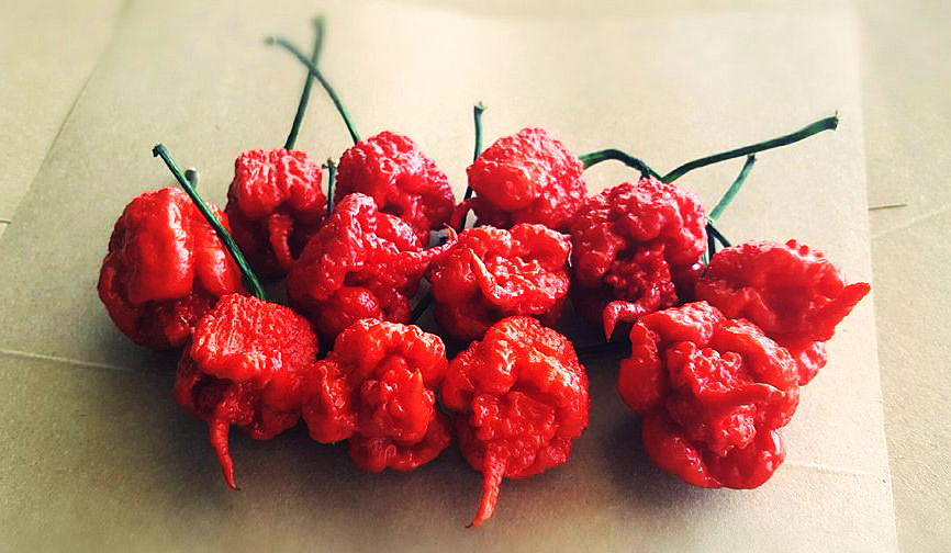  The red-hot habanero has a Scoville Heat Unit (a measurement of spiciness) of more than 1.5million