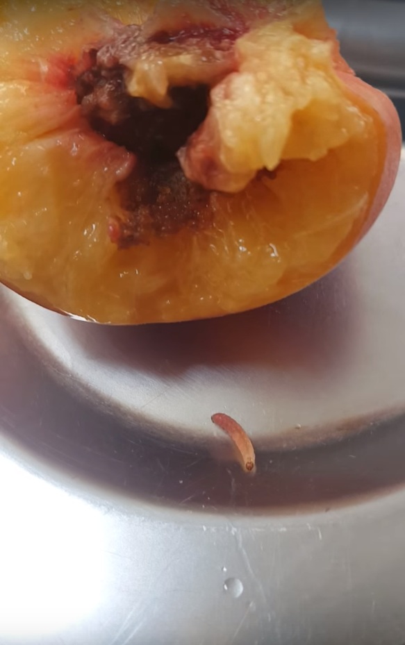  Mr Martin bit into his peach only to see maggots crawl out of it