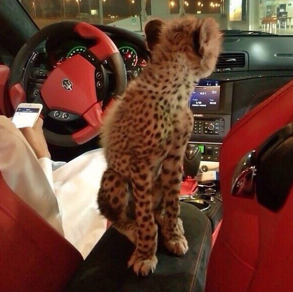  A guy takes his pet cheetah for a spin