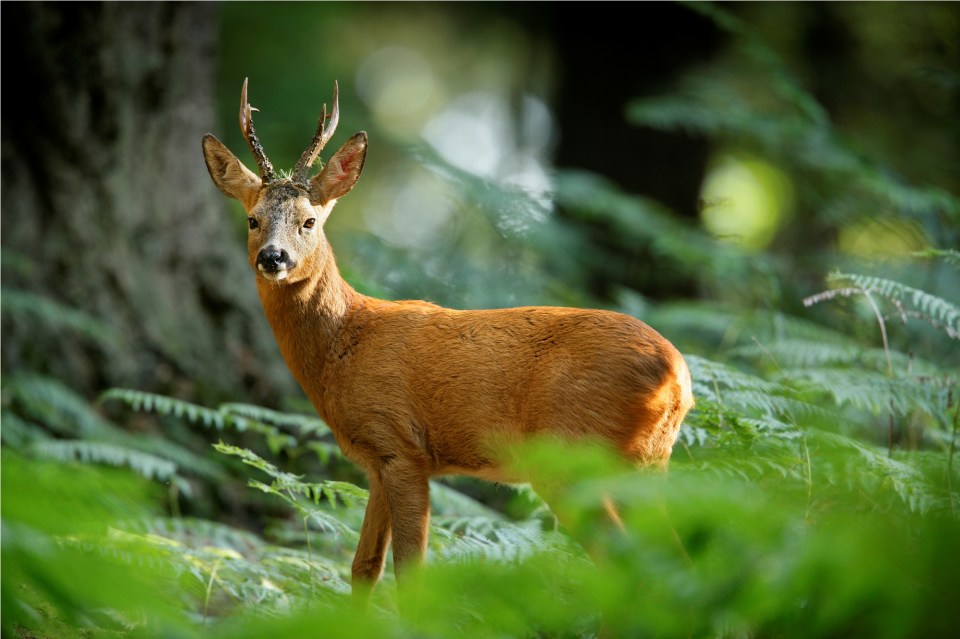  Take in the wildlife in the New Forest